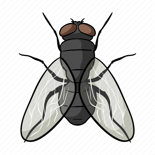 Fly Insect Transparent PNG