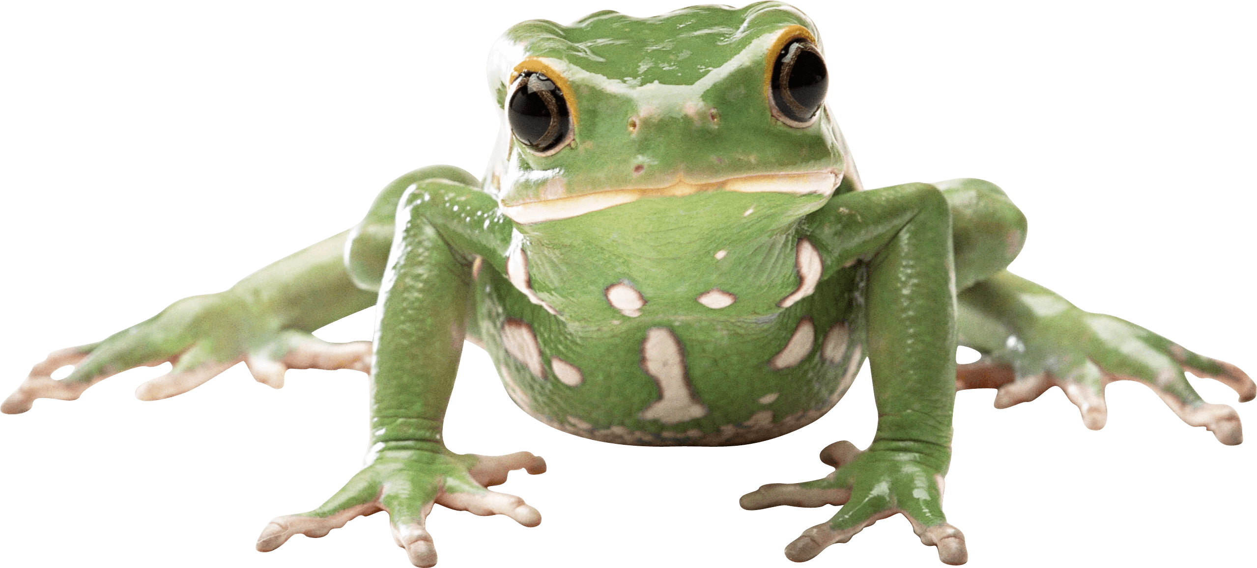 Frog Background PNG Image
