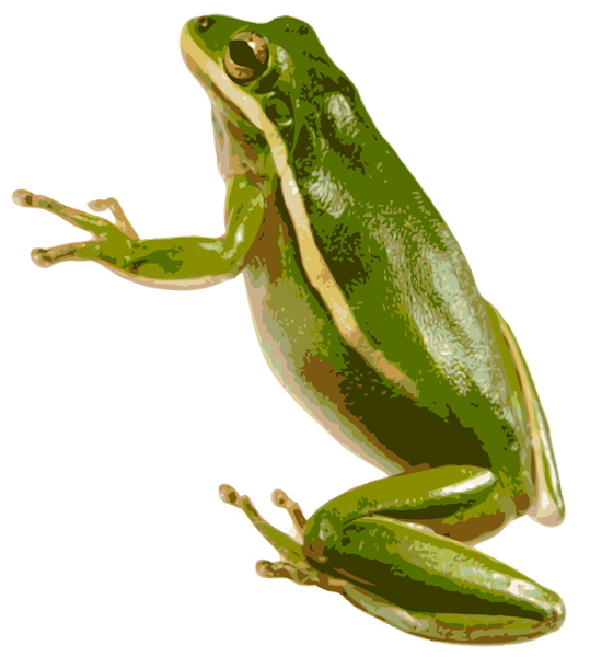 Frog Free PNG
