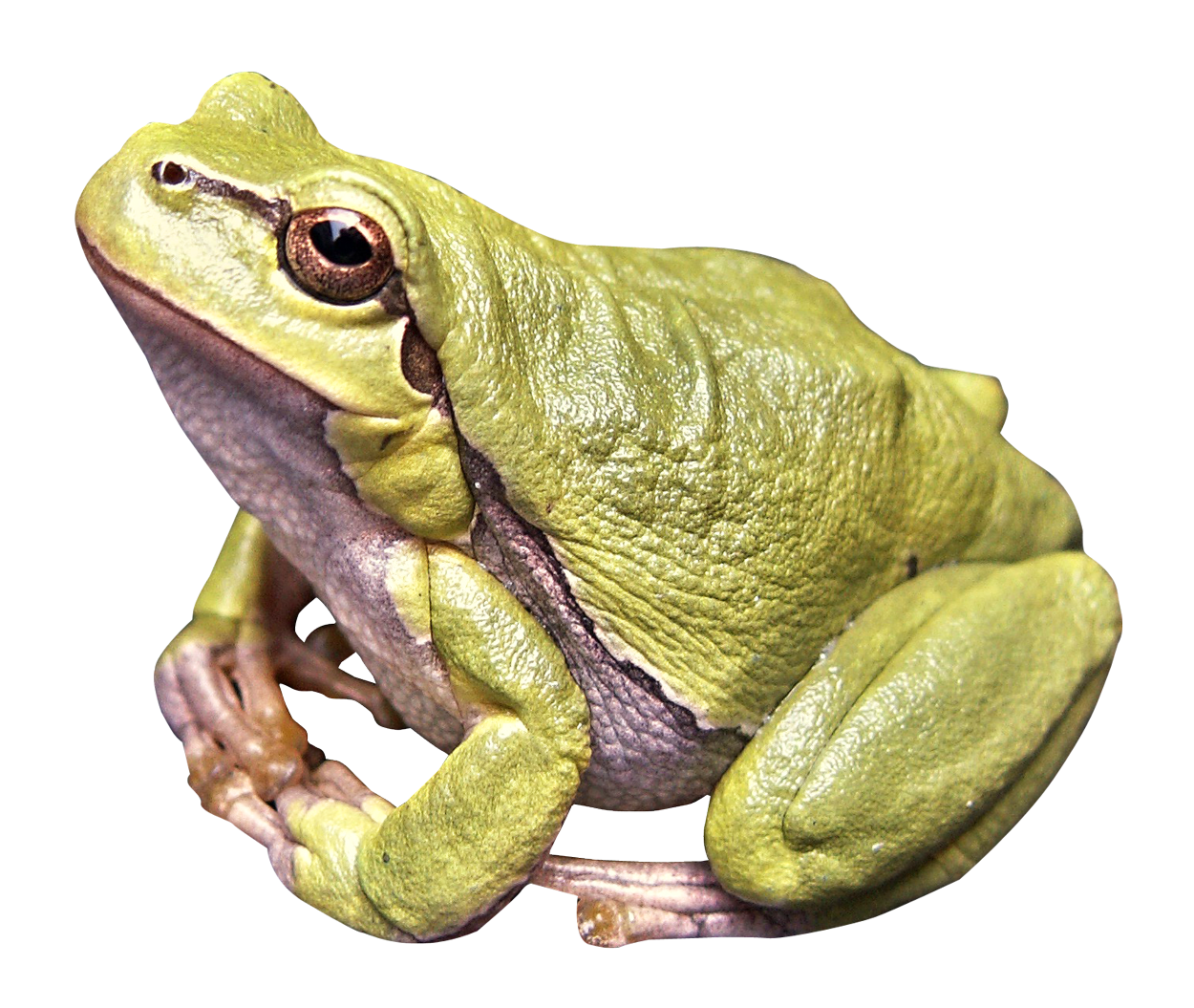 Frog PNG Background