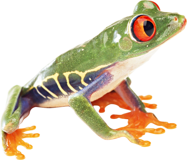 Frog PNG Images HD