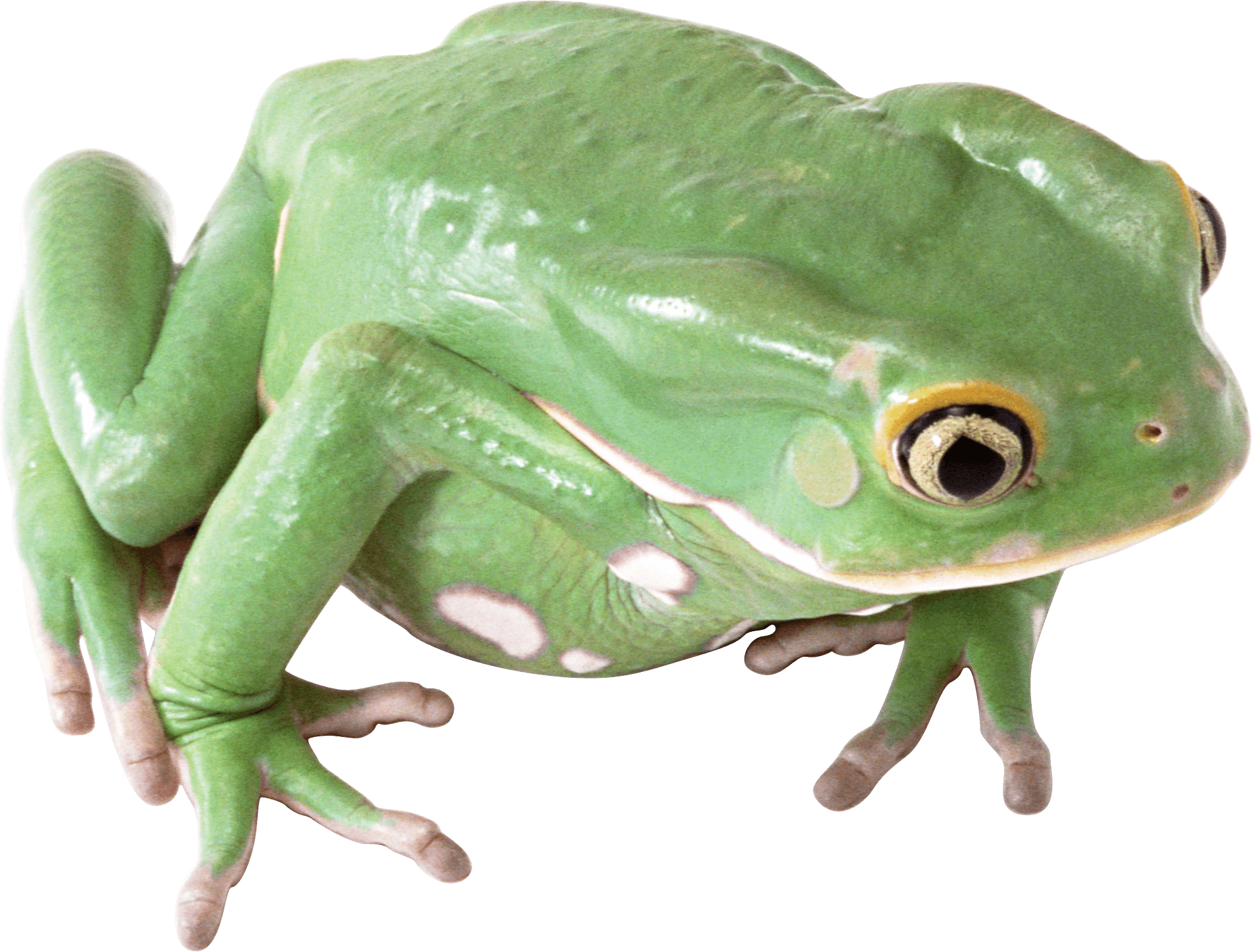 Frog Transparent File