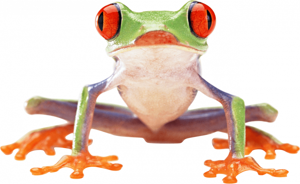 Frog Transparent Free PNG