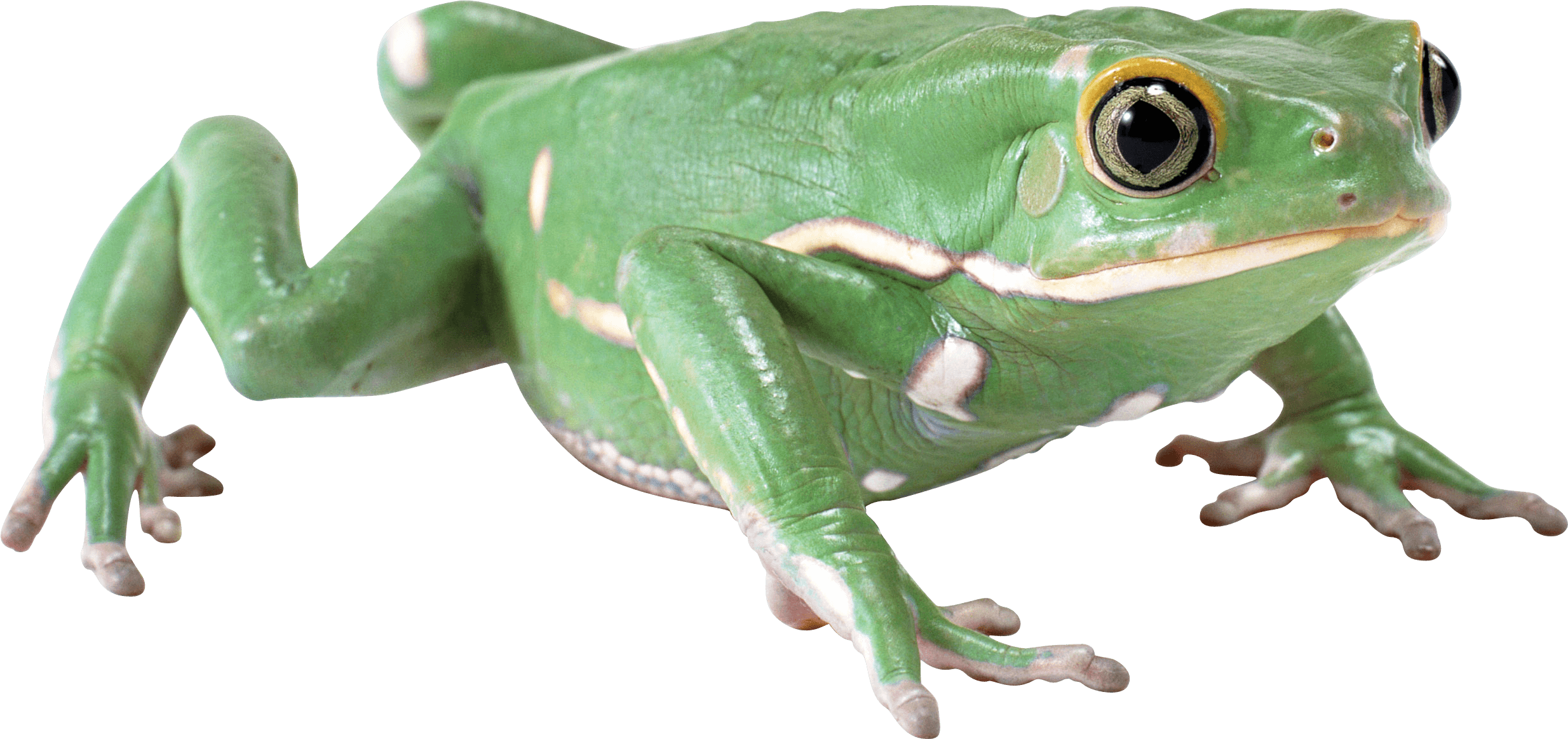Frog Transparent Images
