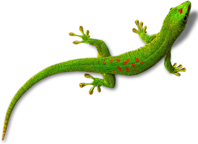 GEICO Download Free PNG