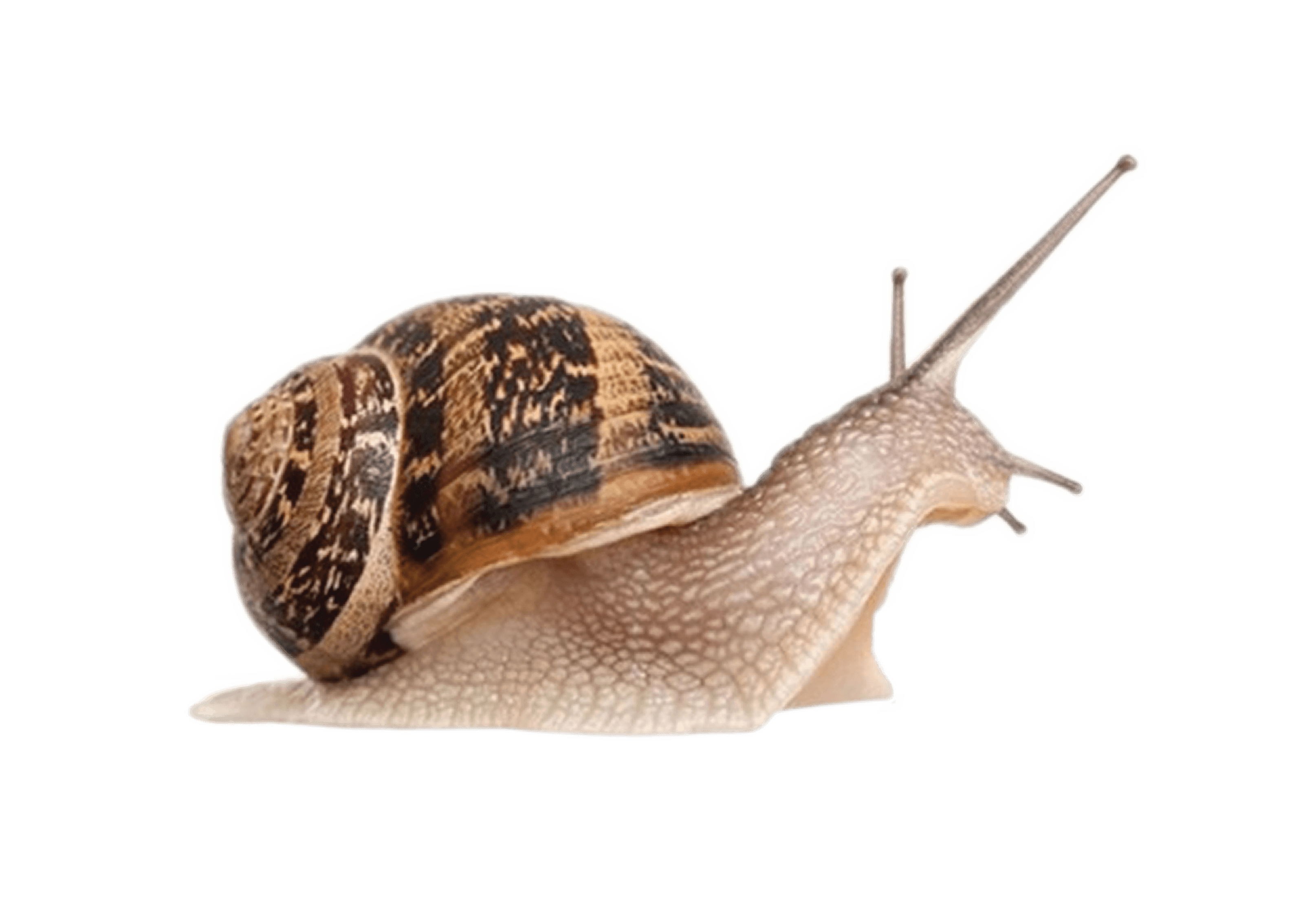 Garden Snail Transparent Free PNG