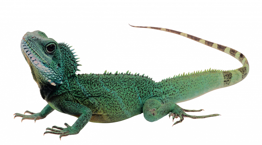Gecko Background PNG Image