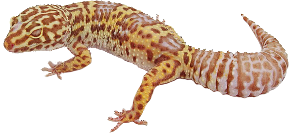 Gecko Background PNG