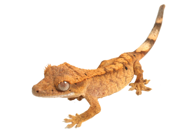 Gecko Transparent Images