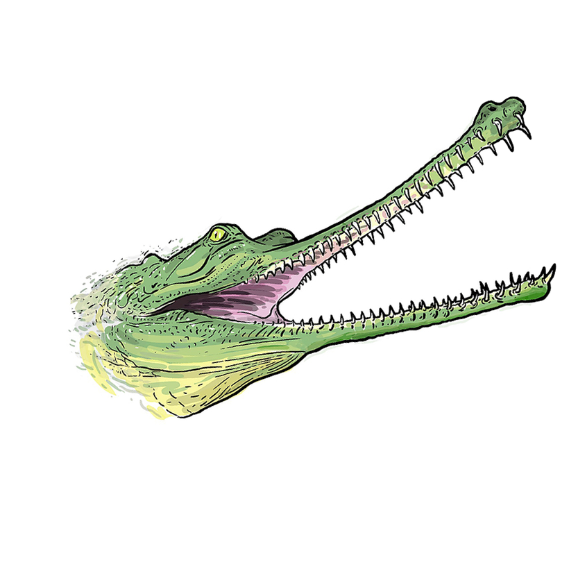Gharials PNG Background