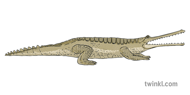 Gharials PNG Clipart Background