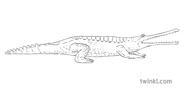 Gharials PNG HD Quality