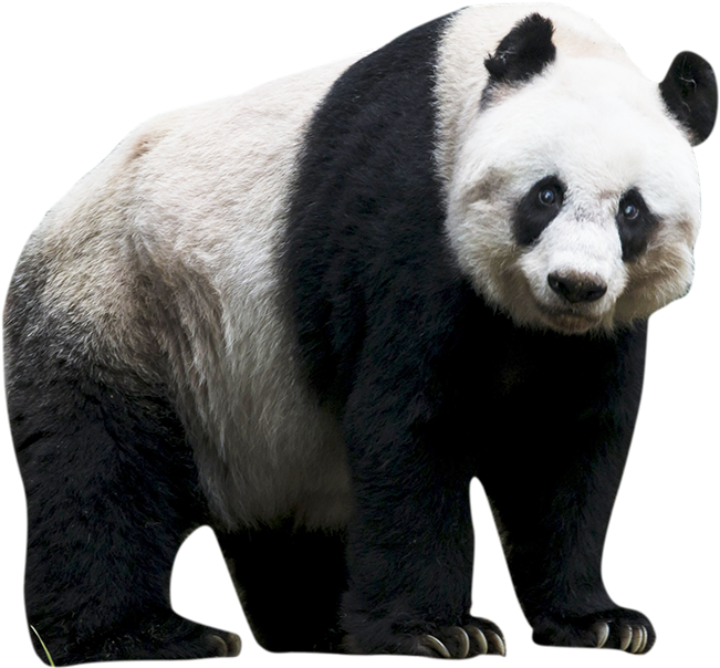 Giant Pandas PNG Clipart Background