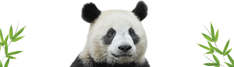 Giant Pandas PNG HD Quality