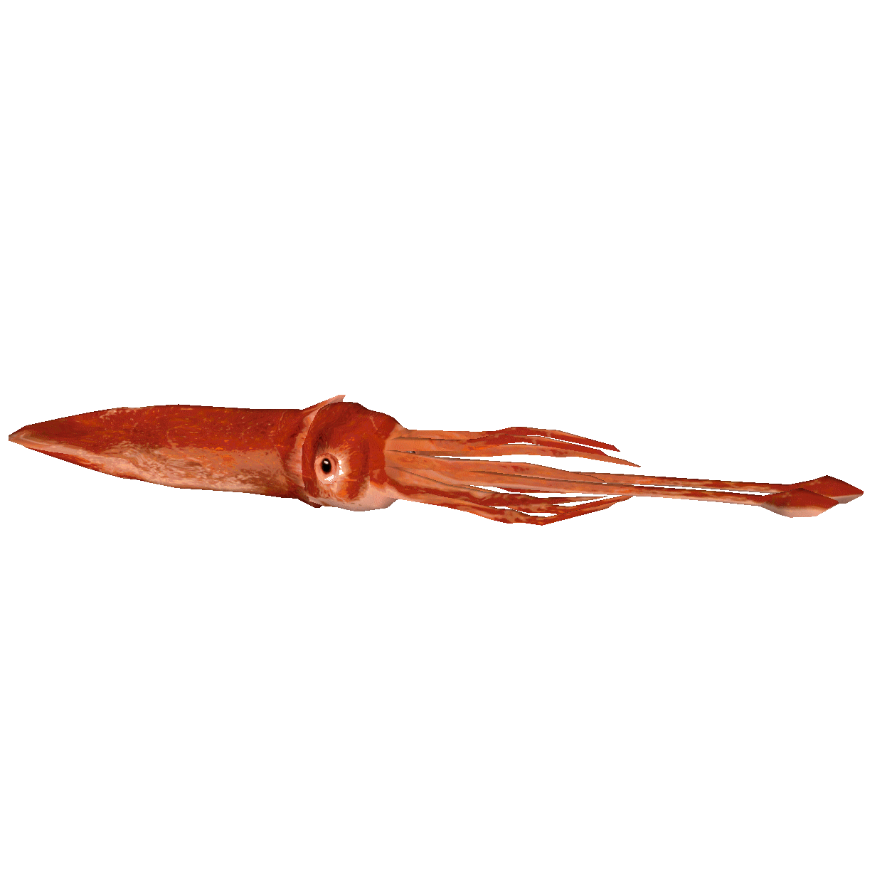 Giant Squid PNG Images HD