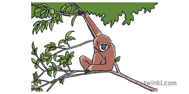 Gibbon PNG Background