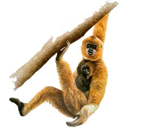 Gibbon PNG Photo Image