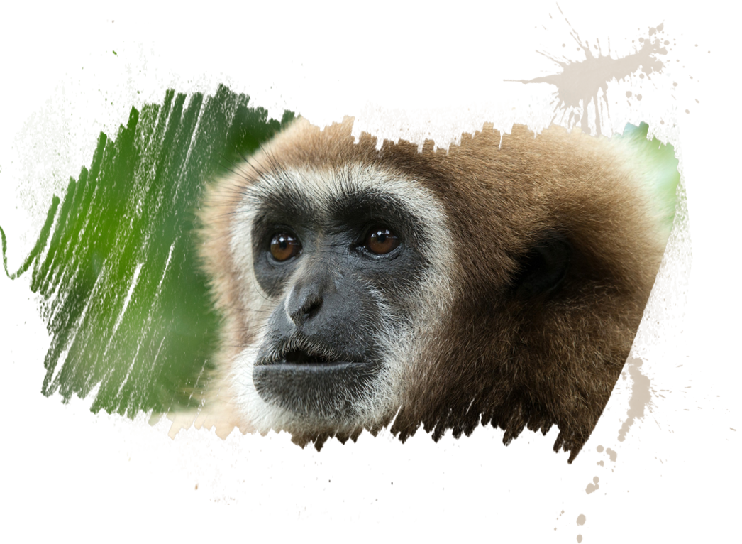 Gibbon PNG Pic Background
