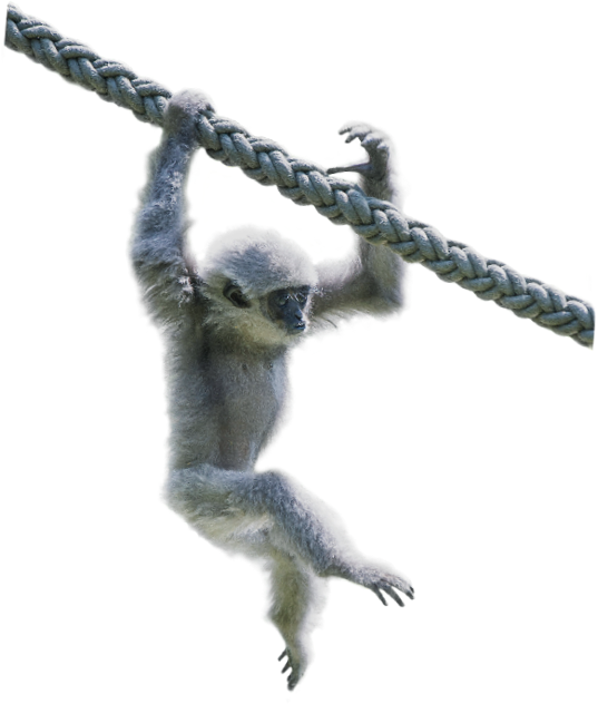 Gibbon Transparent Image