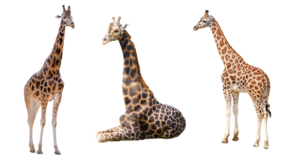 Giraffe Background PNG