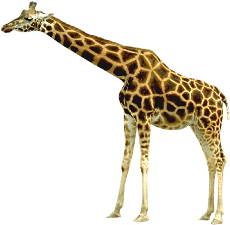 Giraffe PNG Clipart Background