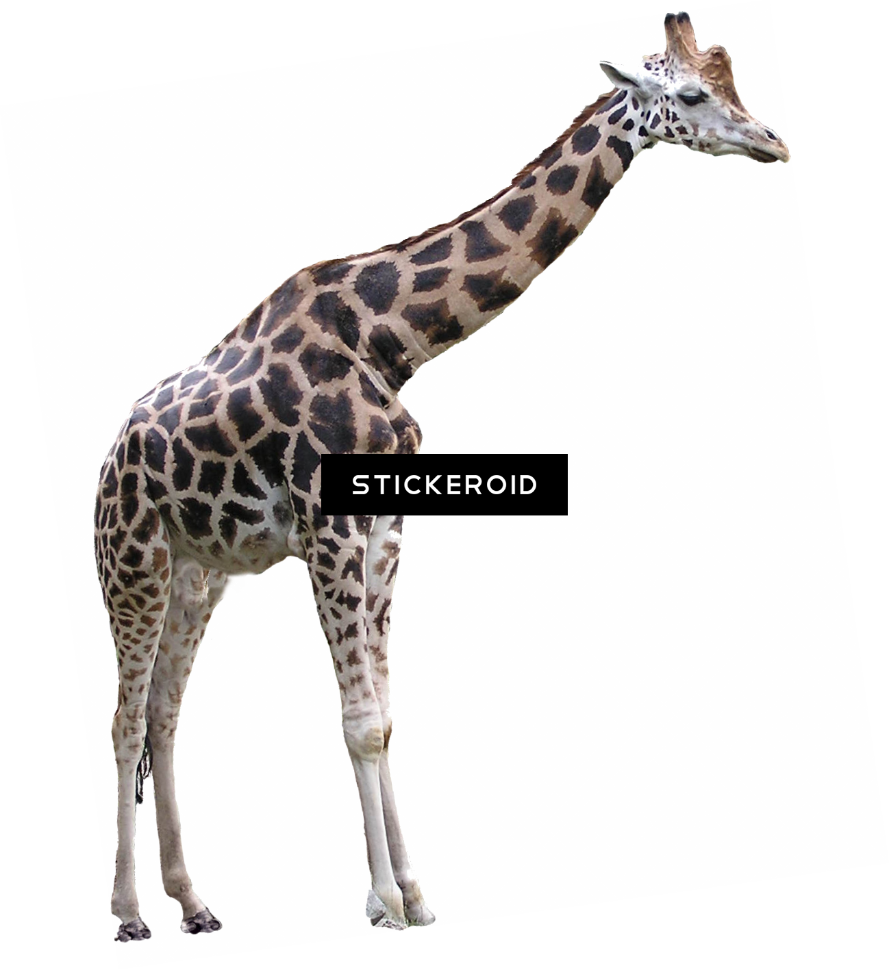 Giraffe PNG HD Quality