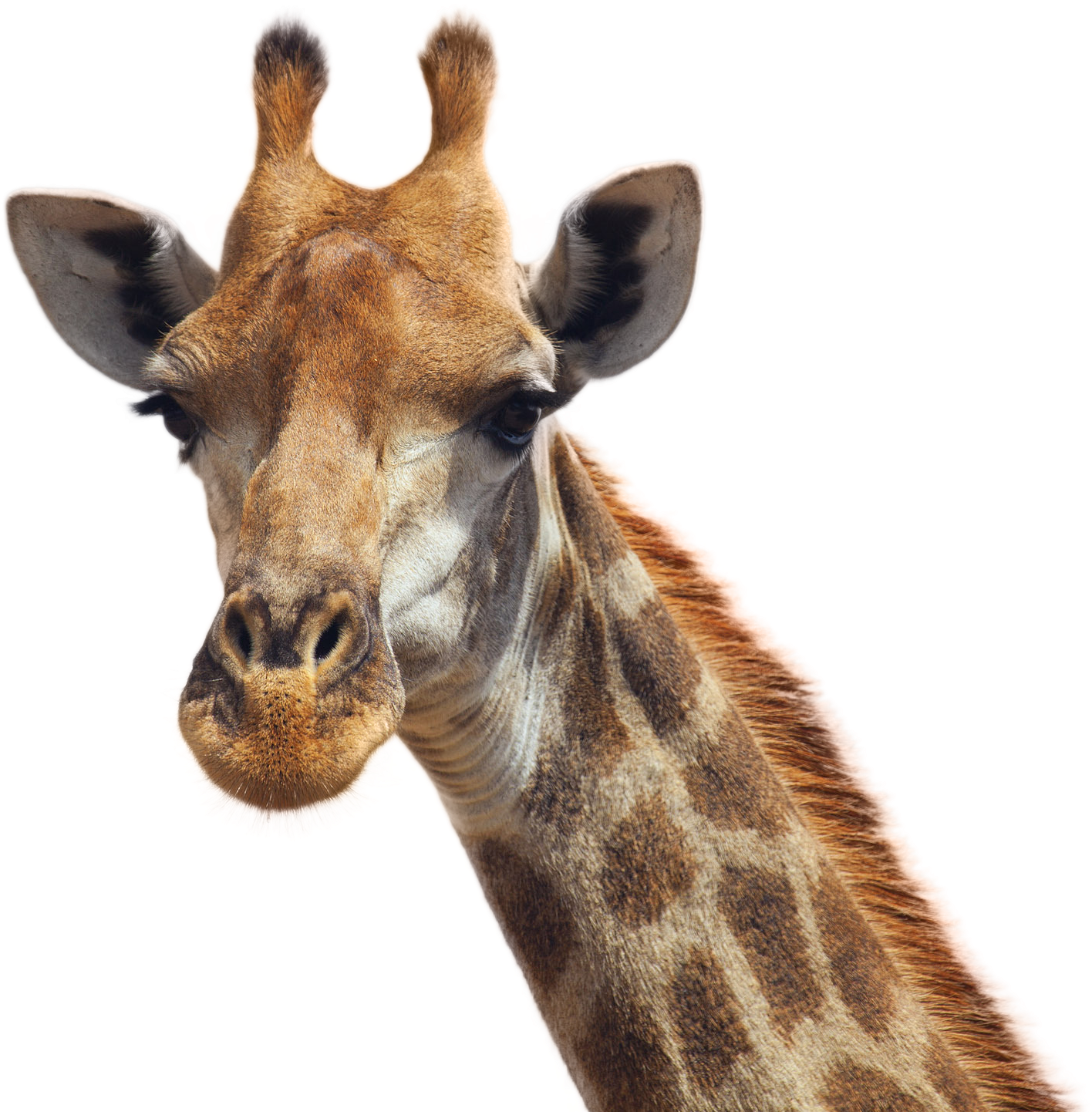 Giraffe PNG Photo Image