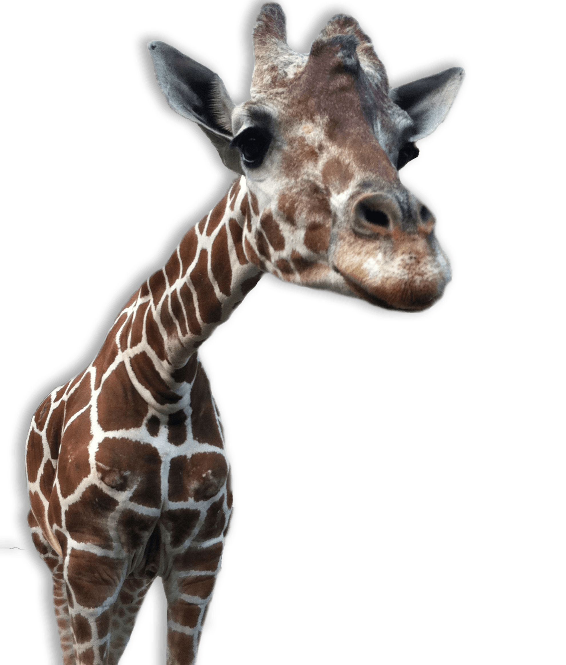 Giraffe PNG Photos