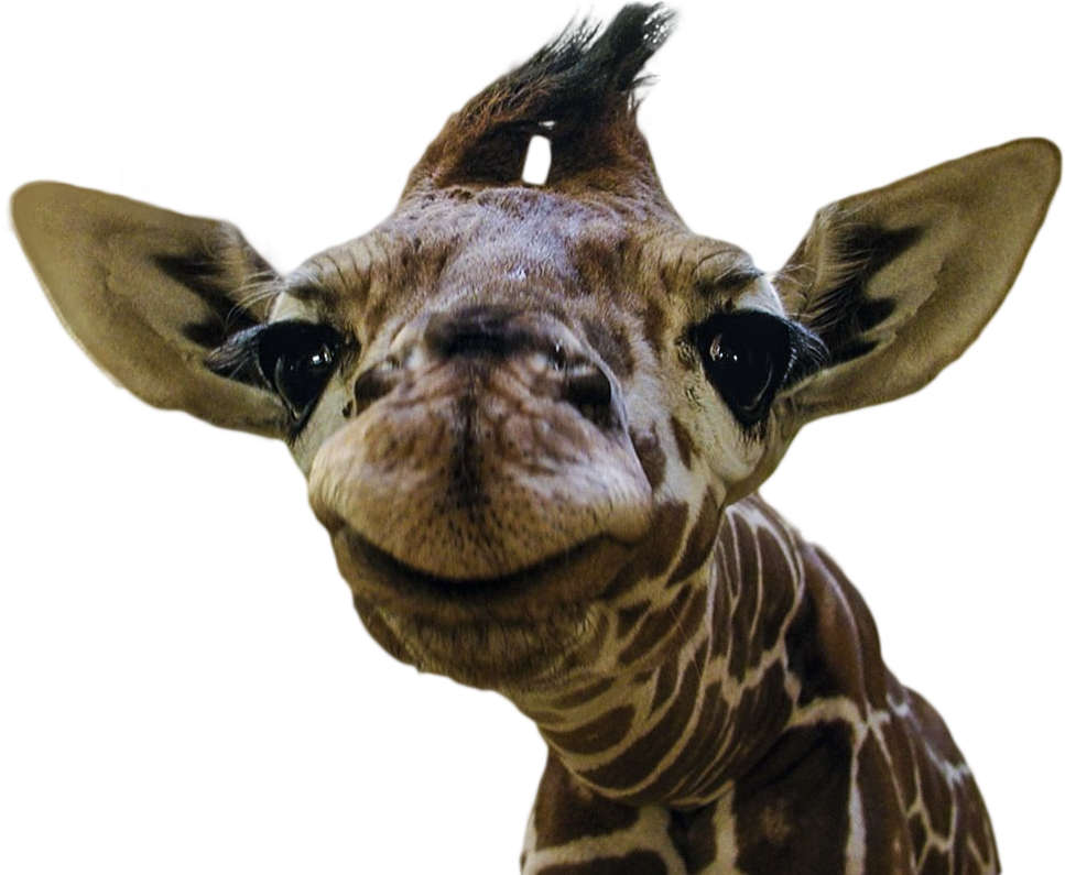 Giraffe Transparent Free PNG