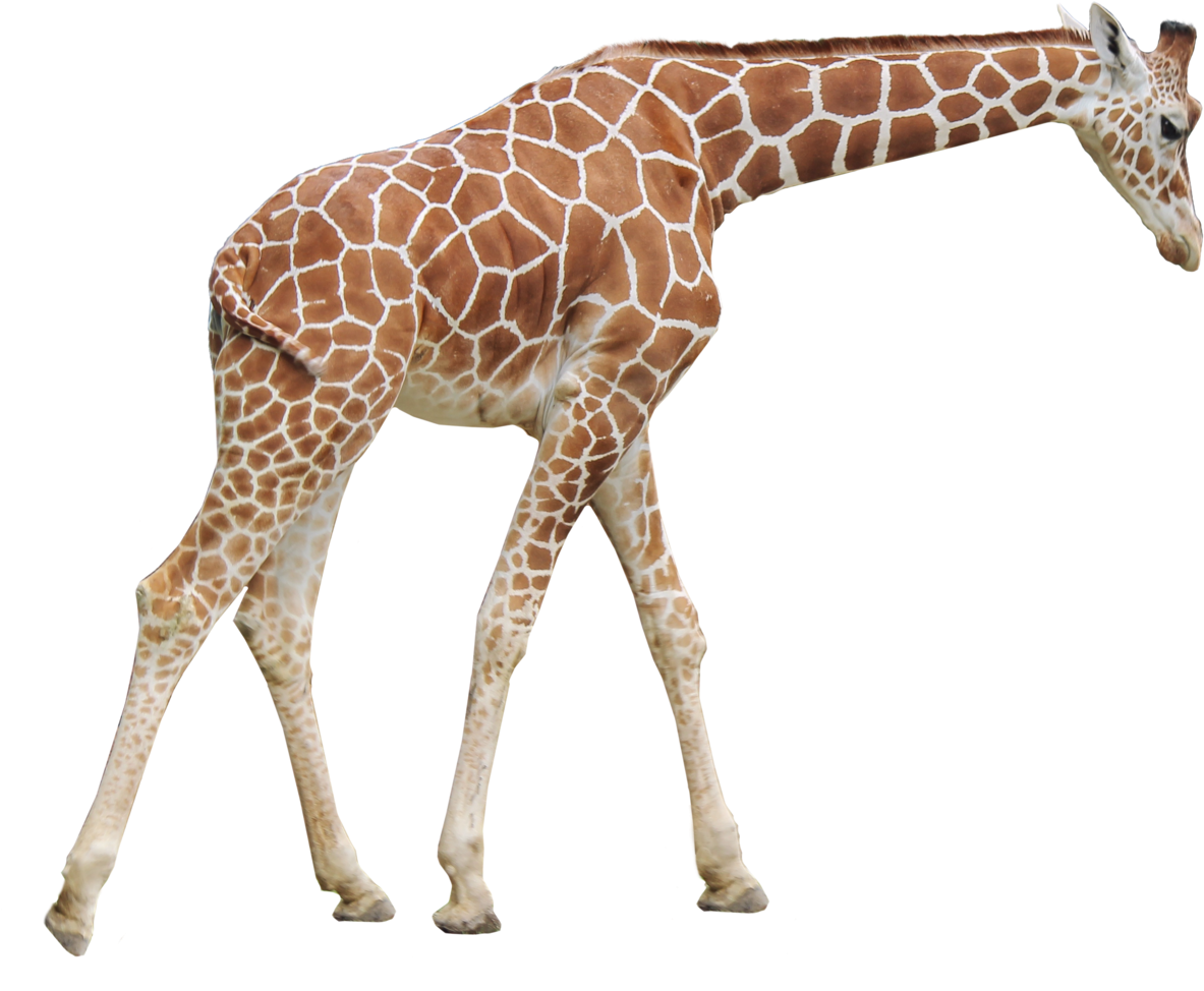 Giraffe Transparent PNG