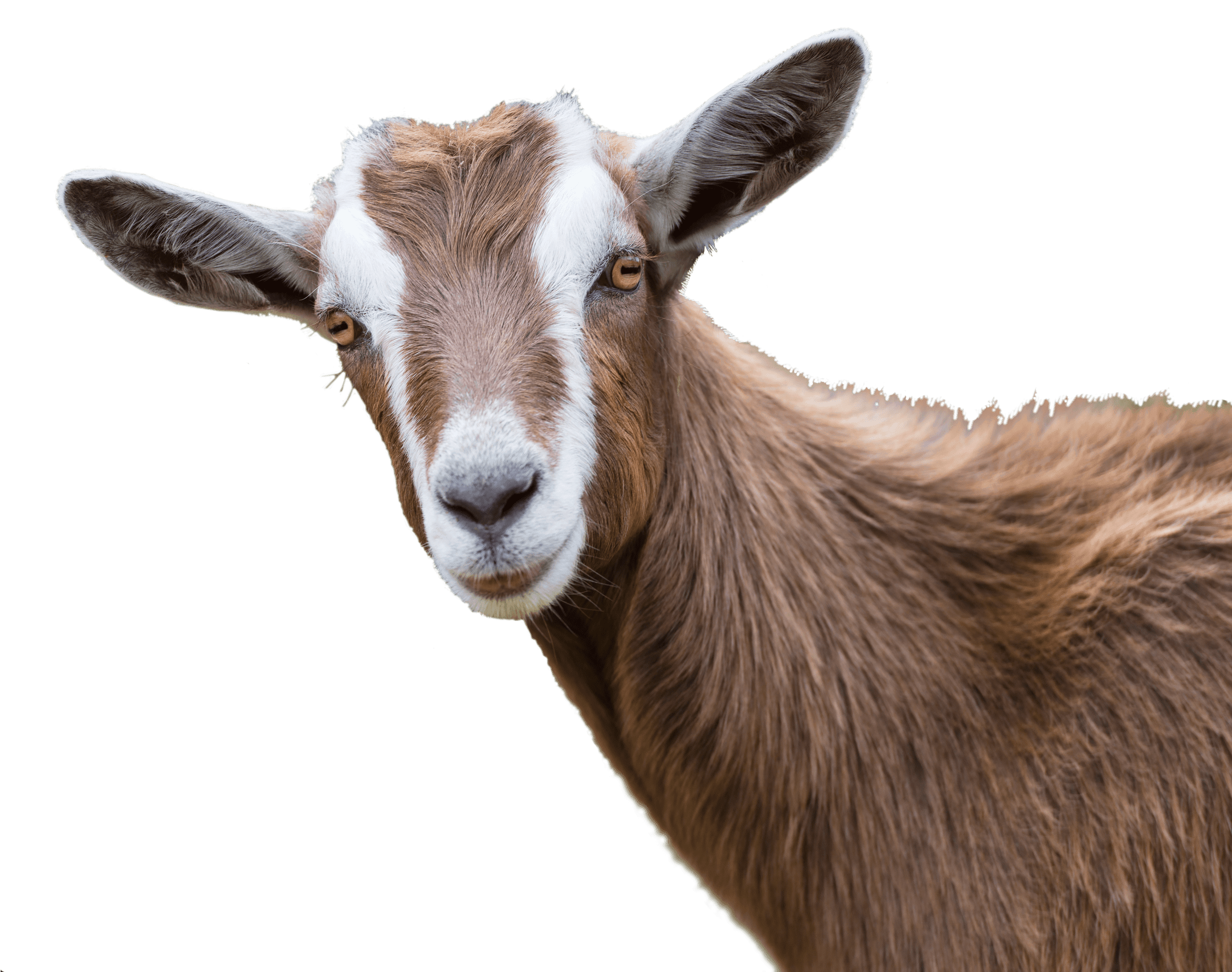 Goat Background PNG Image