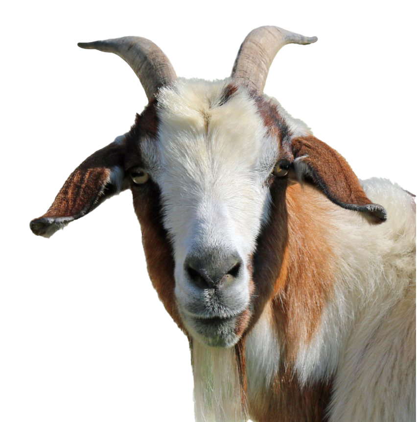 Goat Background PNG