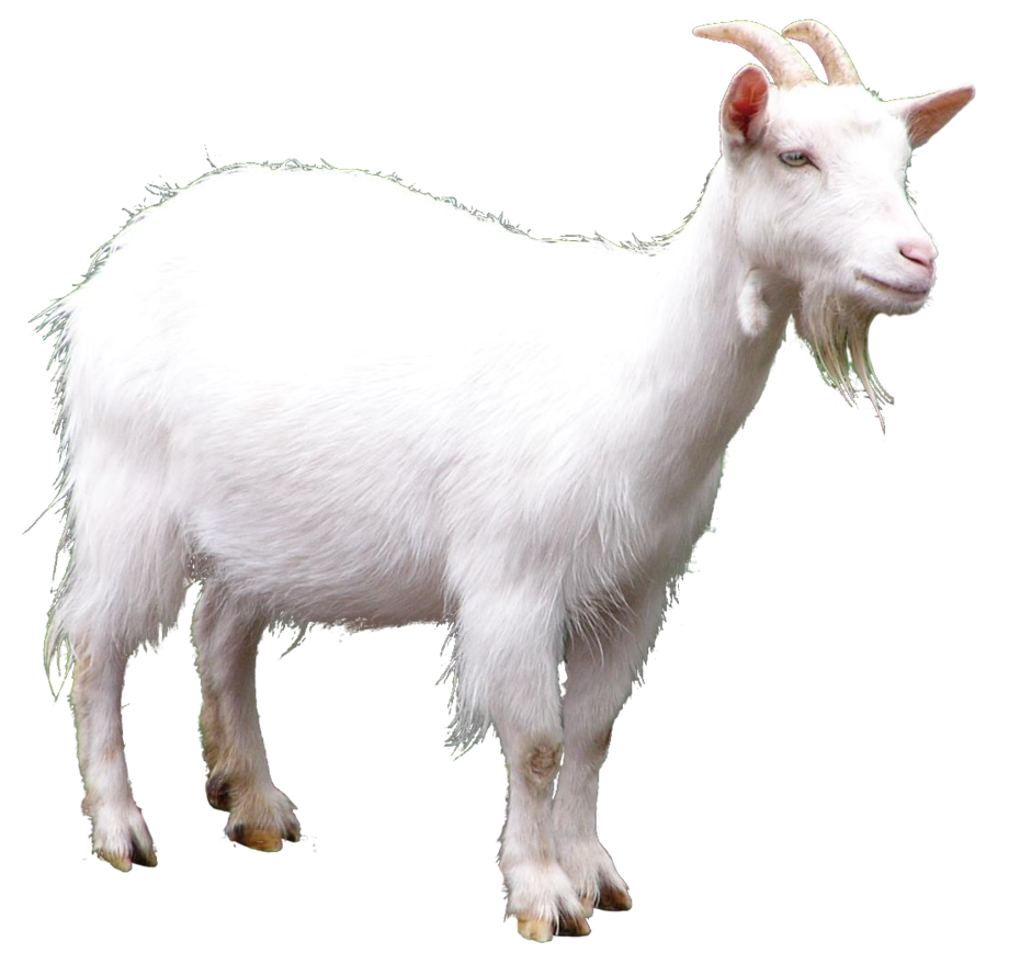 Goat PNG Clipart Background