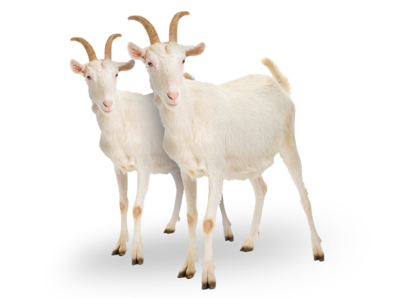 Goat PNG Pic Background