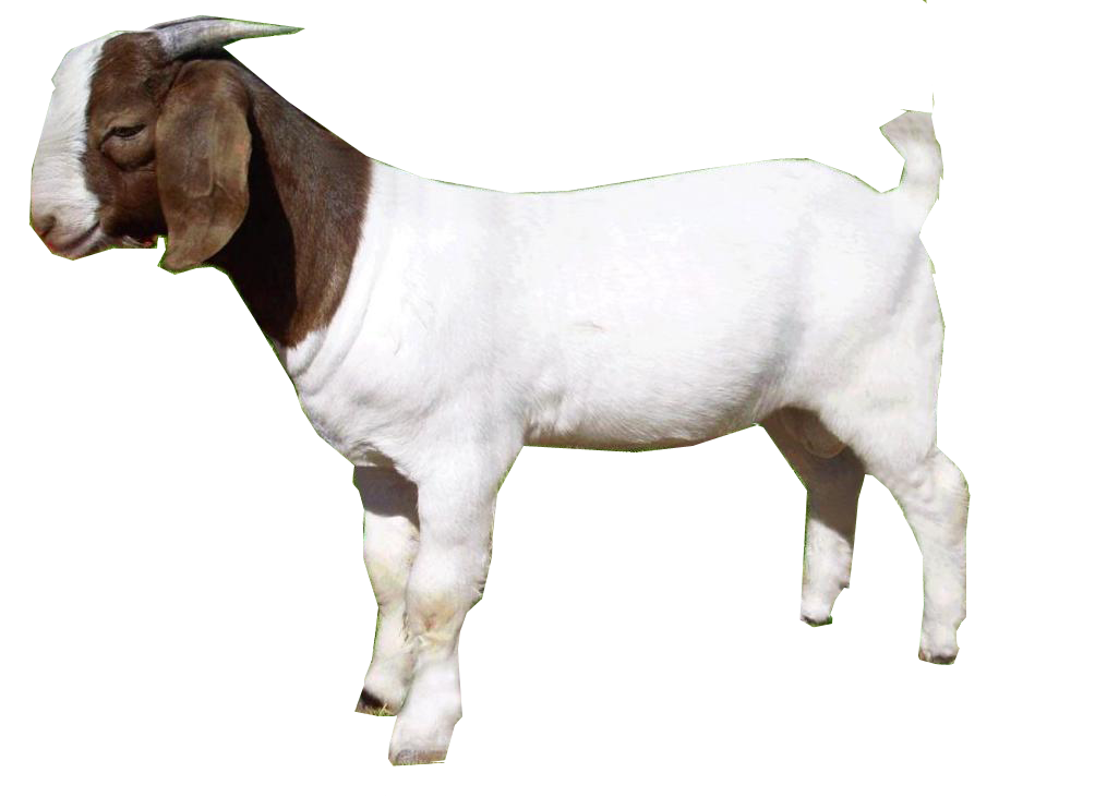 Goat Transparent Image