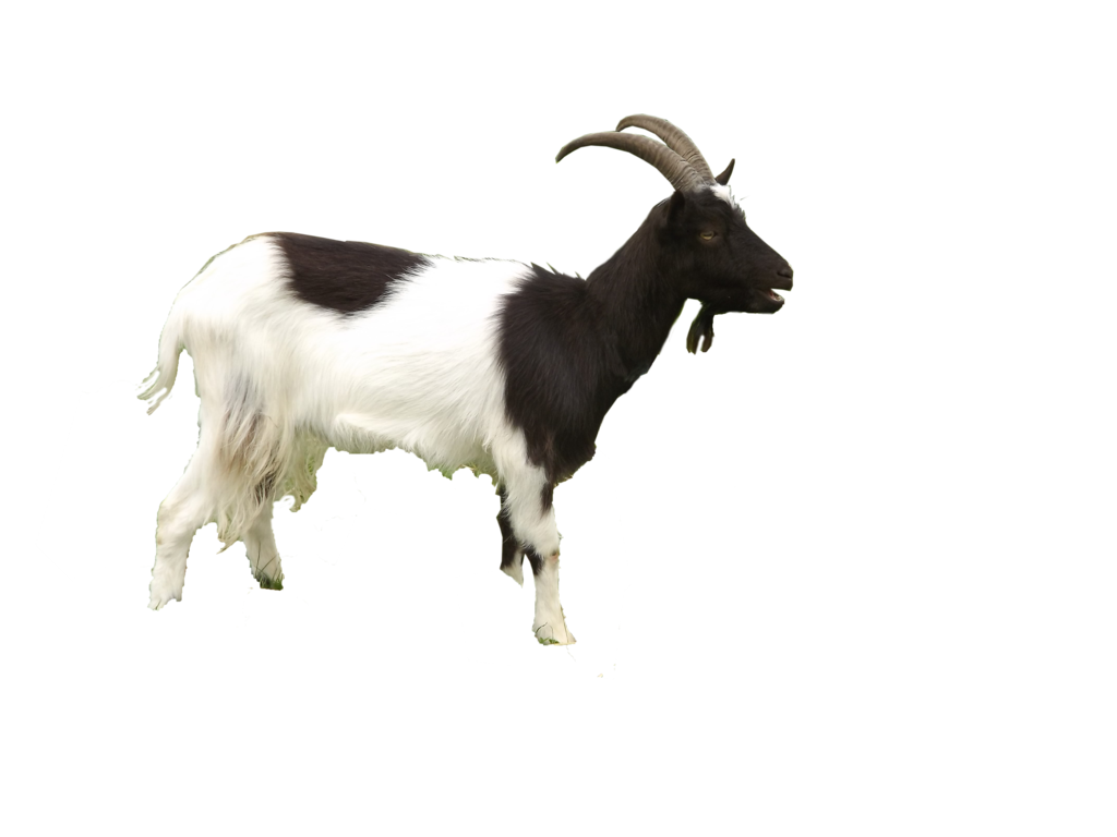 Goat Transparent PNG
