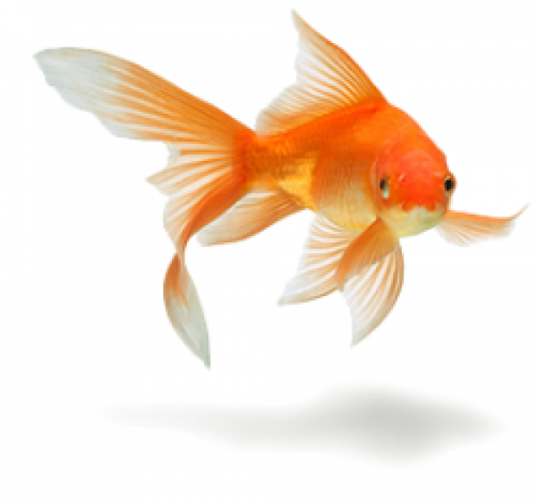 Goldfish Background PNG