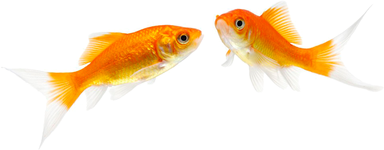 Goldfish Download Free PNG