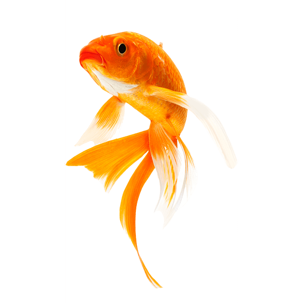Goldfish PNG Background
