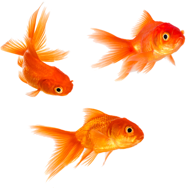 Goldfish PNG HD Quality