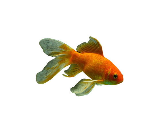 Goldfish PNG Images HD