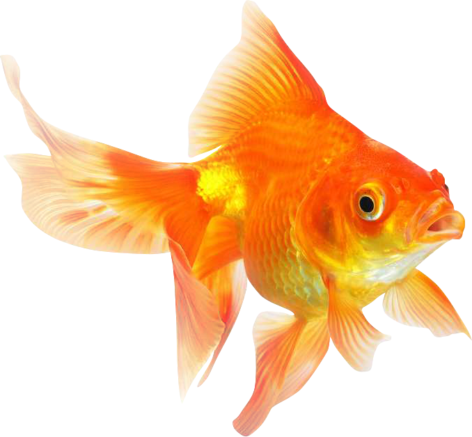 Goldfish PNG Photo Image