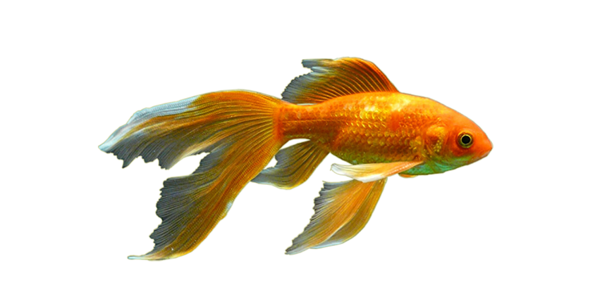 Goldfish PNG Pic Background