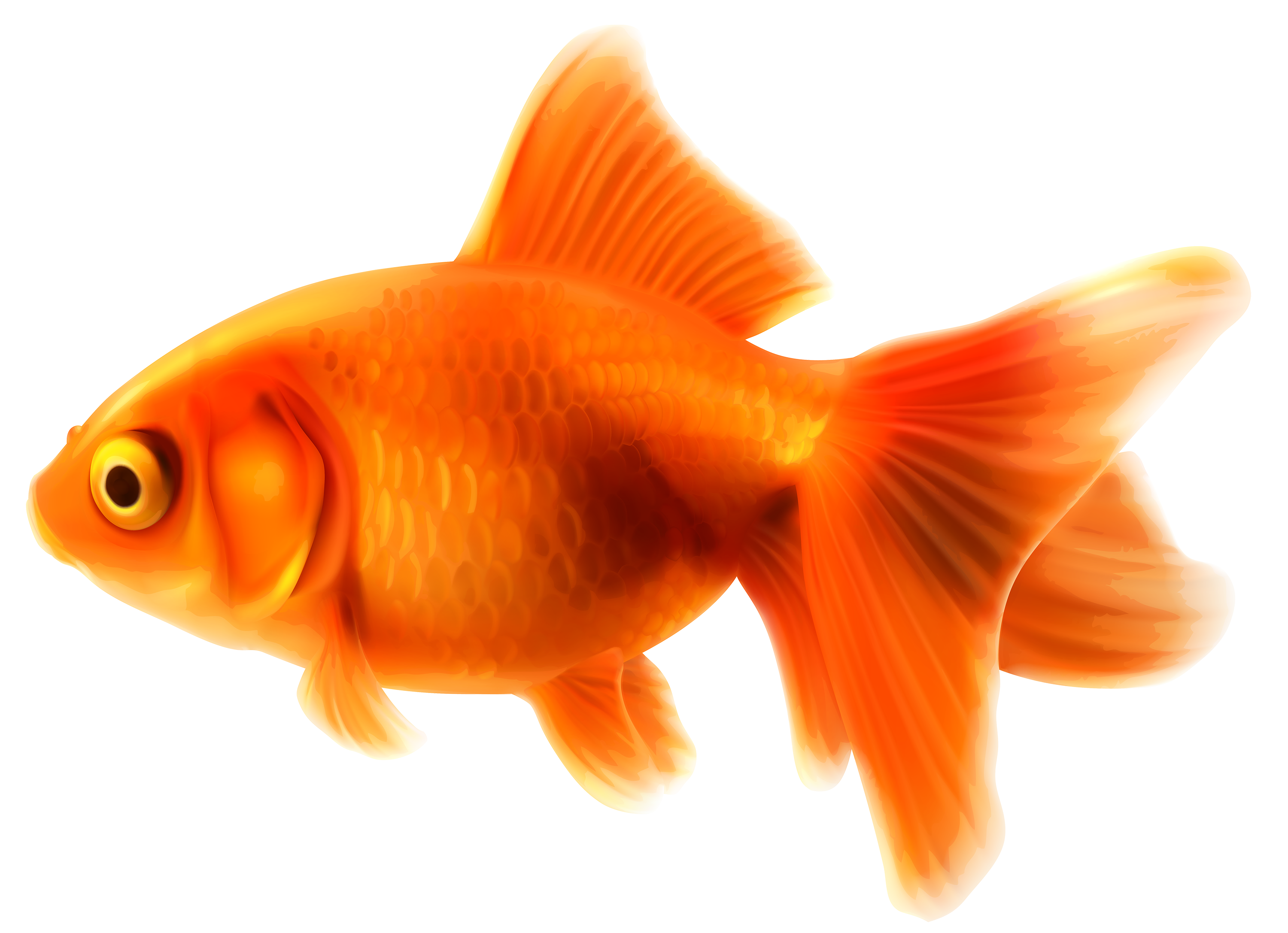 Goldfish Transparent Free PNG