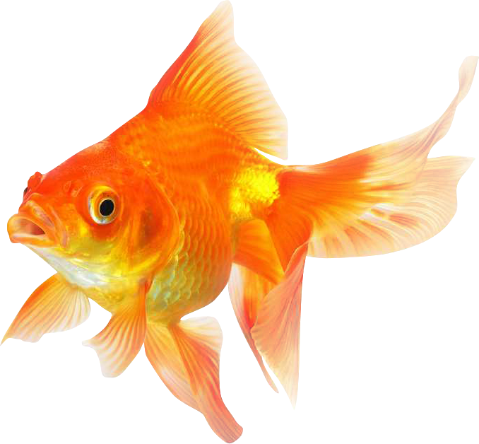 Goldfish Transparent Images