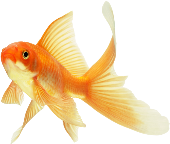 Goldfish Transparent PNG
