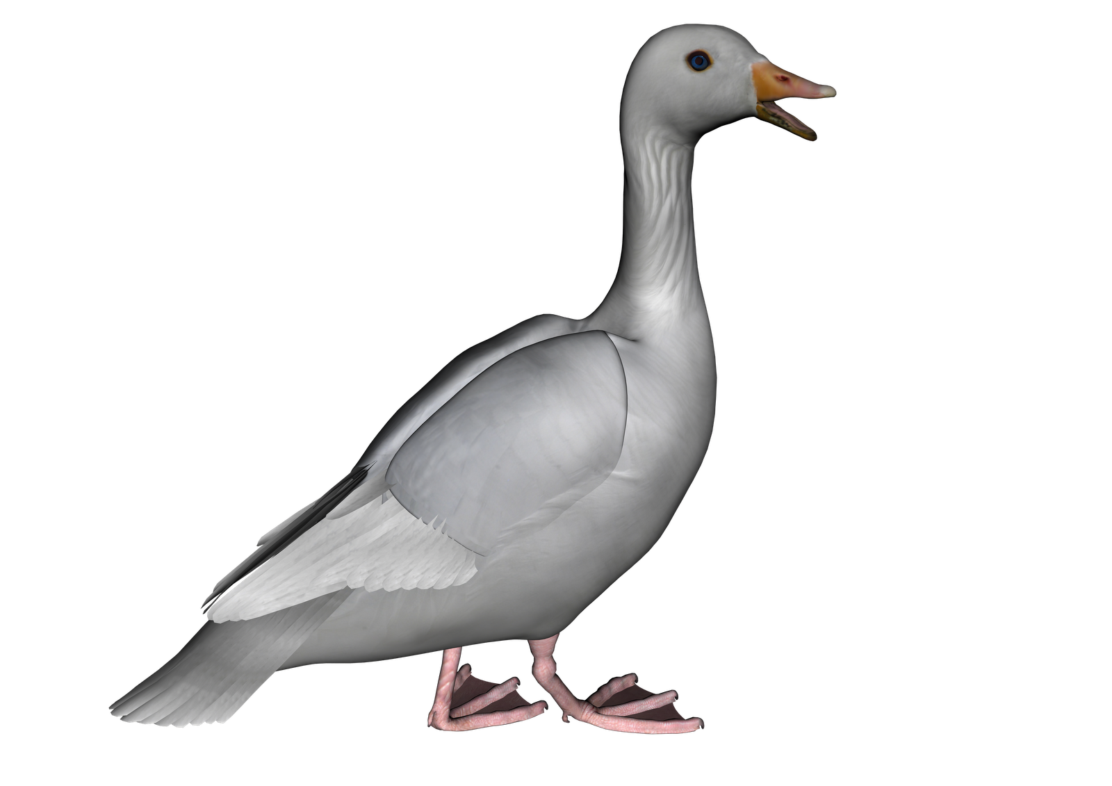 Goose PNG Background