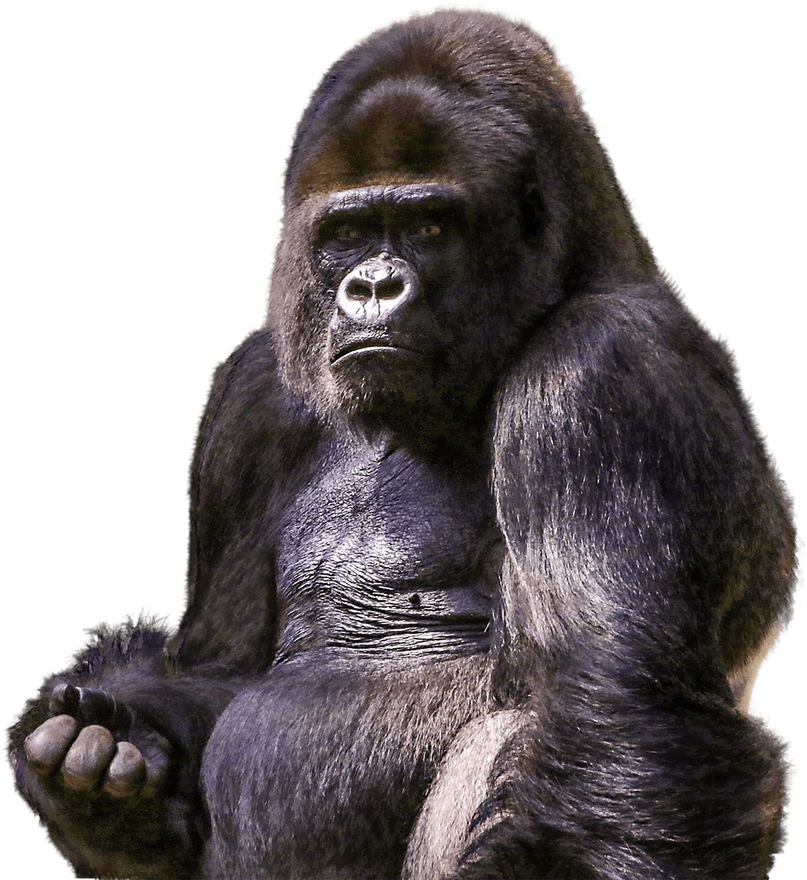 Gorilla Background PNG Image