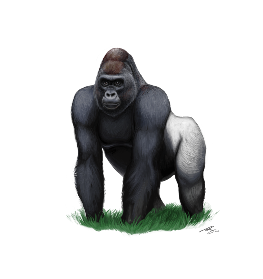 Gorilla PNG Background
