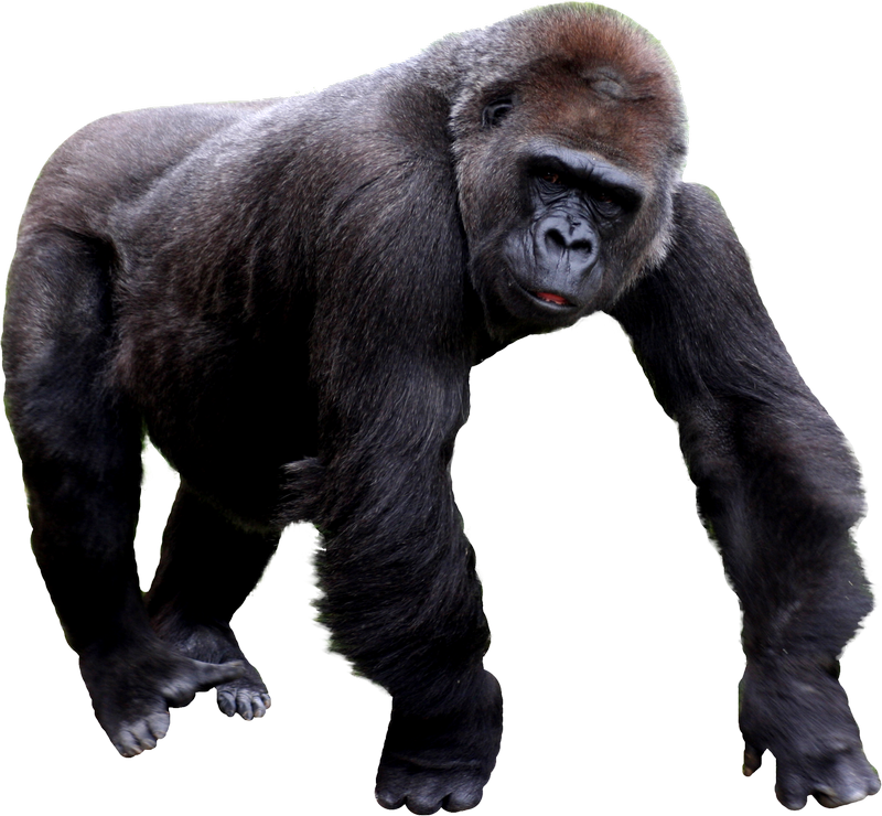 Gorilla PNG Images HD